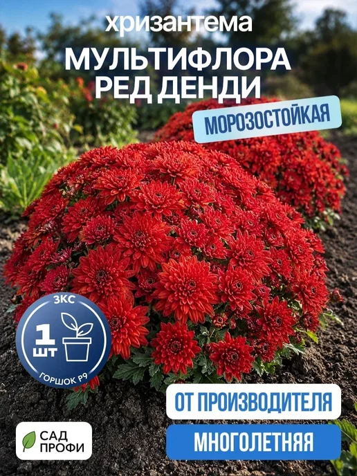 Хризантема мультифлора саженцы набор Ред Денди