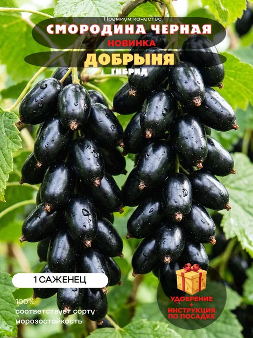 Саженец смородина черная ДОБРЫНЯ 1 саженец